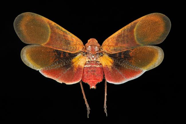 Scamandra rosea saturata - Malaysia