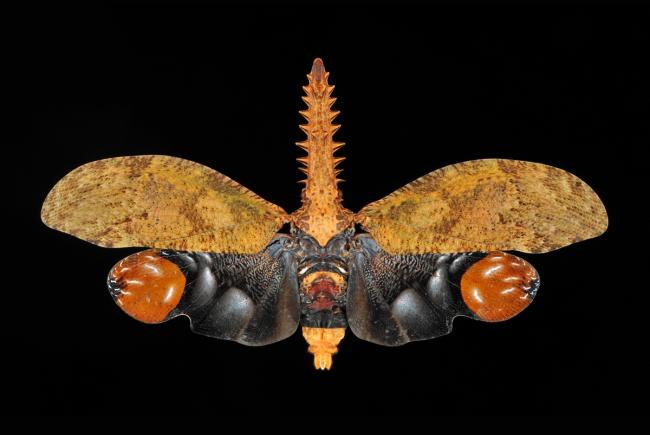 Cathedra serrata - Bolivia