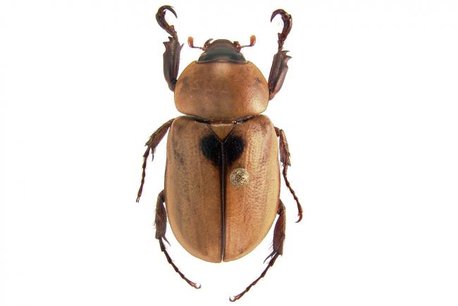 Cyclocephala casanova