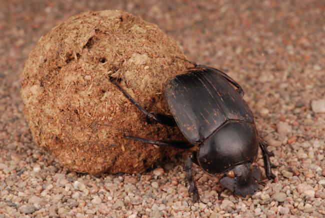Scarabaeus sacer