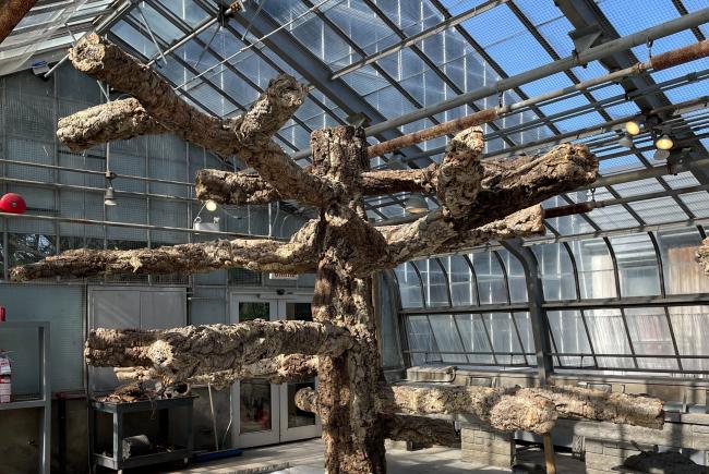 One of the new artificial trees in the Tropicale humide greenhouse.