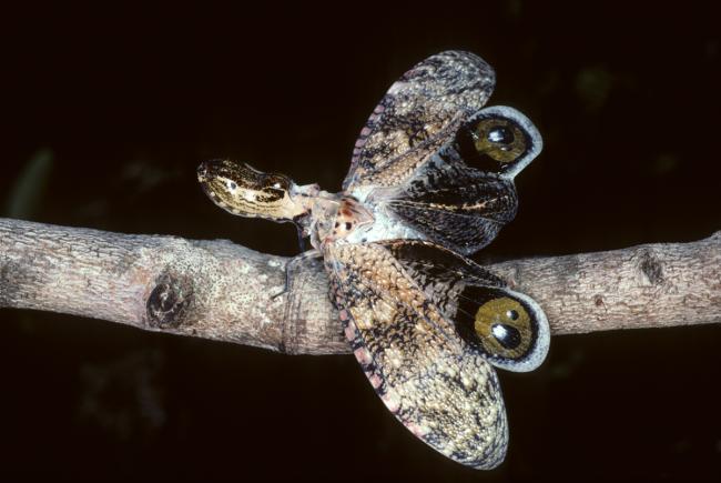Fulgora laternaria