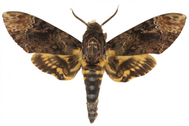 Acherontia lachesis
