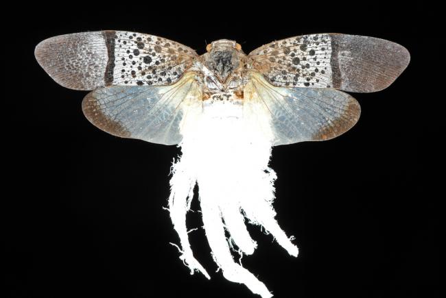 Alarusa violacea