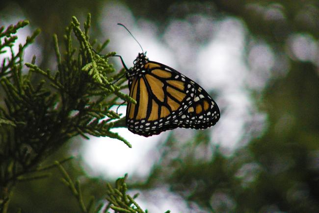 Monarch butterfly