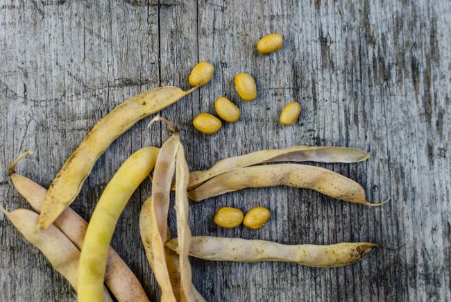 A little glossary for choosing your seeds
