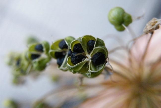 A little glossary for choosing your seeds