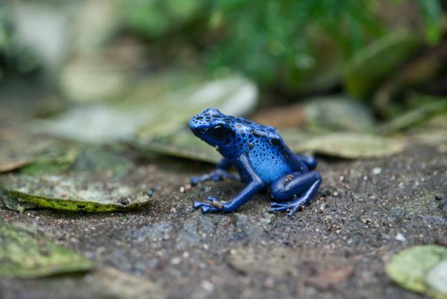 Le chytride, ce champignon parasite