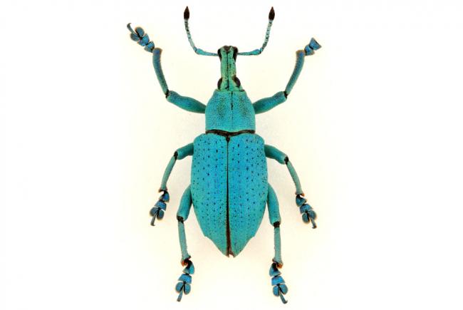 Eupholus brossardi 