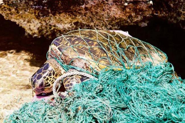 Tortue marine empêtrée dans un filet fantôme, © Lovecz, NOAA
