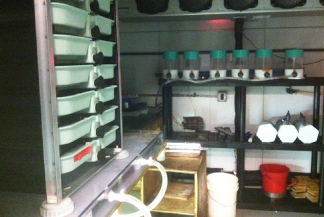 Incubateurs dans la chambre froide 