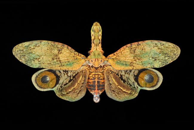 Fulgora sp. - Bolivia