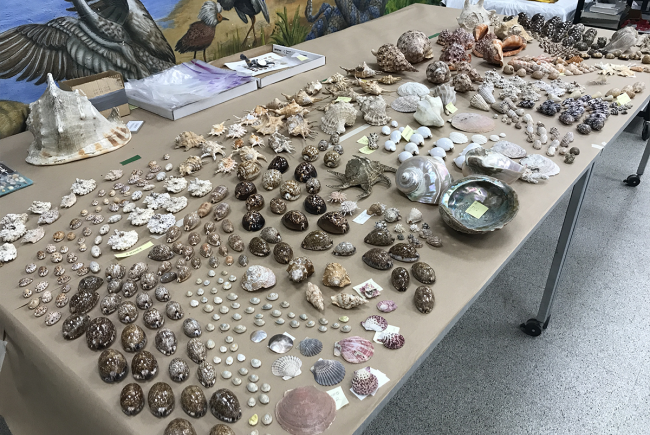 The shellfish mosaic that will be presented in the exhibition.