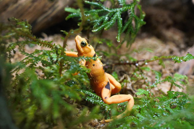 Grenouille dorée du Panama (Atelopus zeteki)