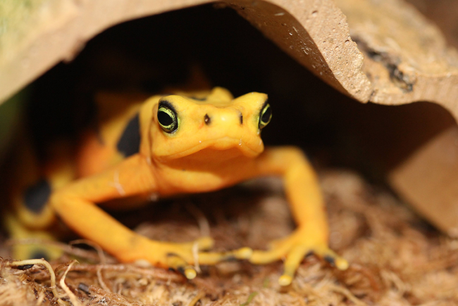 Grenouille dorée du Panama (Atelopus zeteki)
