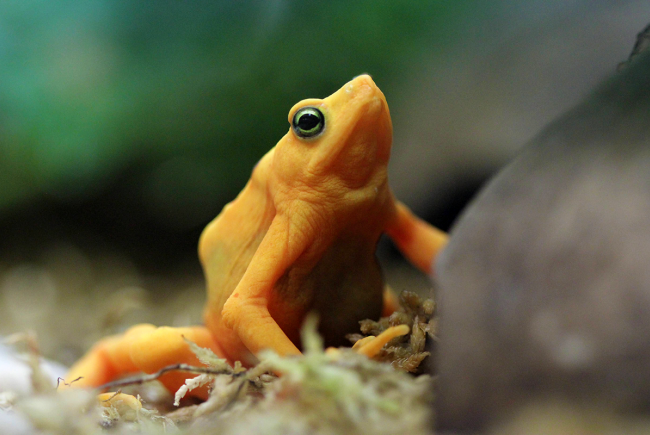 Grenouille dorée du Panama (Atelopus zeteki)