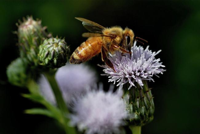 Apis mellifera