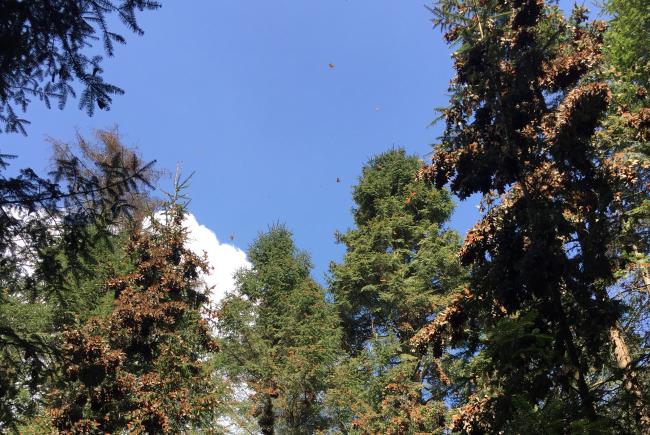 Monarch butterflies at their overwintering site in Mexico