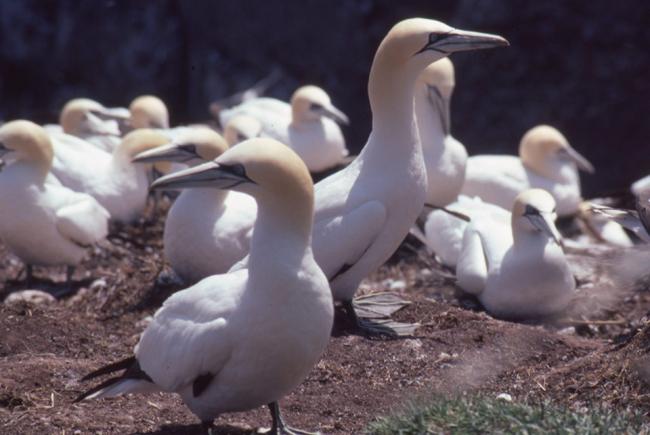 Northern gannet, the great white prince of the North Atlantic.