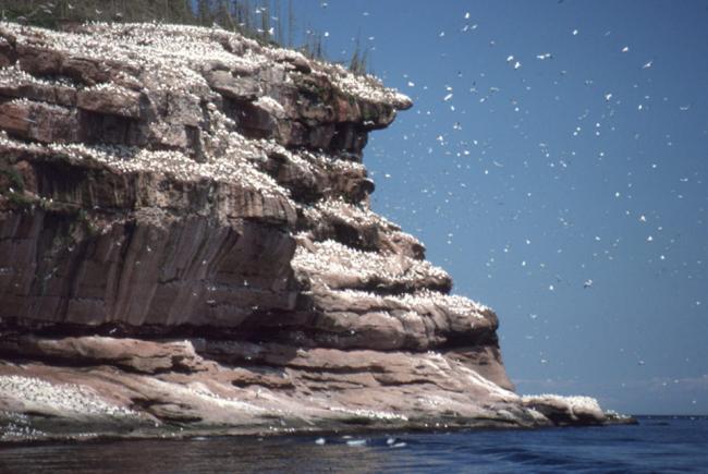 Northern gannets found by the thousand above the cliffs of Bonaventure Island. 