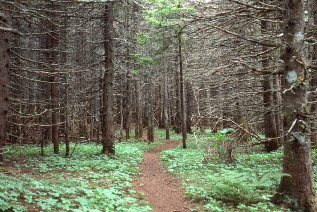 A two-kilometer walk through the stunted firs.
