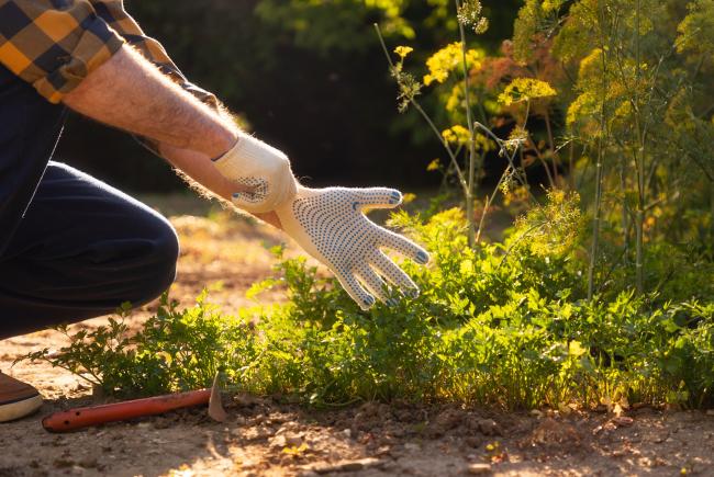 Gloves effectively protect against wounds, which are an entryway for numerous pathogens.