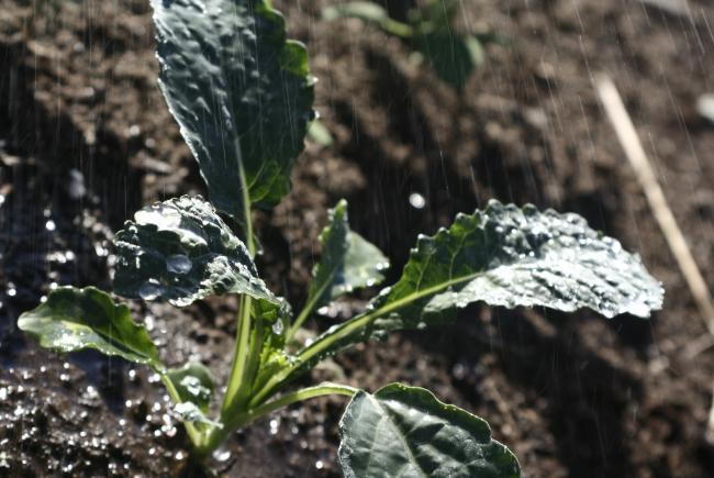 A little glossary for choosing your seeds