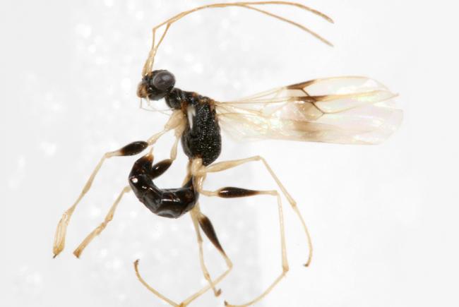 Thaumatodryinus tuukkaraski