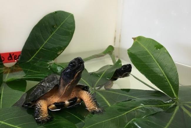 Wood turtles in the Biodôme laboratories before being released into the wild.