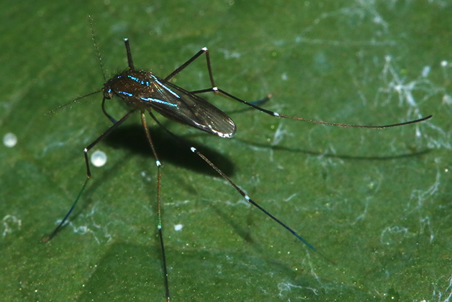 A mosquito in the Uranotaenia sapphirina species.
