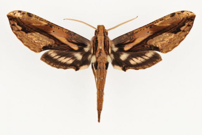 Xylophanes lamontagnei