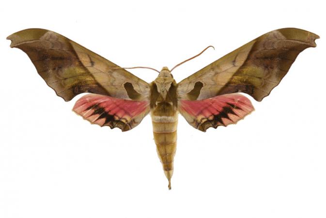 Adhemarius dariensis