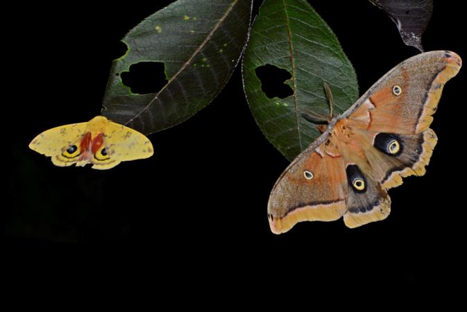 Moths