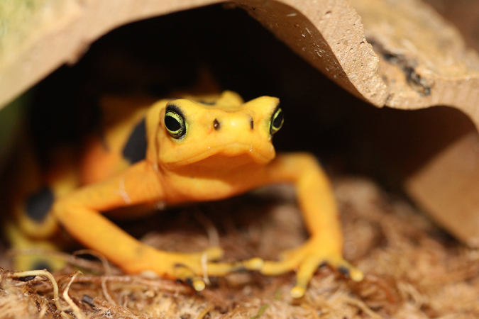 Grenouille dorée du Panama (Atelopus zeteki)