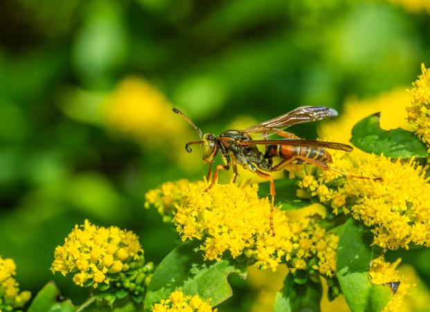 Northern paper wasp (Polistes fuscatus)