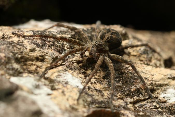 Dolomède ténébreuse