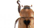 Cyclocephala casanova