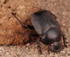 Scarabaeus sacer