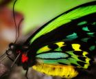 Ornithoptera priamus poseidon - mâle, Australie