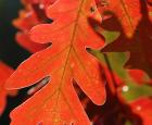 Pourquoi les feuilles changent-elles de couleur à l’automne?