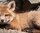 renard-jbm007719-claude-lafond.jpg