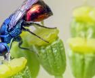 Nesting boxes:  for a Wide Variety of Insects