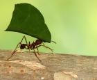 La nouvelle collection vivante de l’Insectarium : un beau défi! 