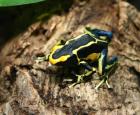 Dendrobate à tapirer (Dendrobates tinctorius)