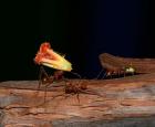 Fourmis Atta