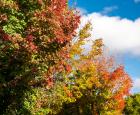 Couleurs d'automne © Espace pour la vie / Claude Lafond