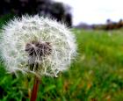 Pissenlit (taraxacum) © cc Flickr (Simon-And-You)