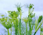 Du fenouil pour un jardin en santé © cc Flickr (Andy Roberts)