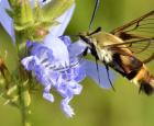 Hemaris diffinis - carrousel