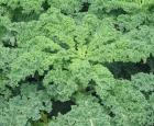 Kale. Crédit photo : Wikipédia